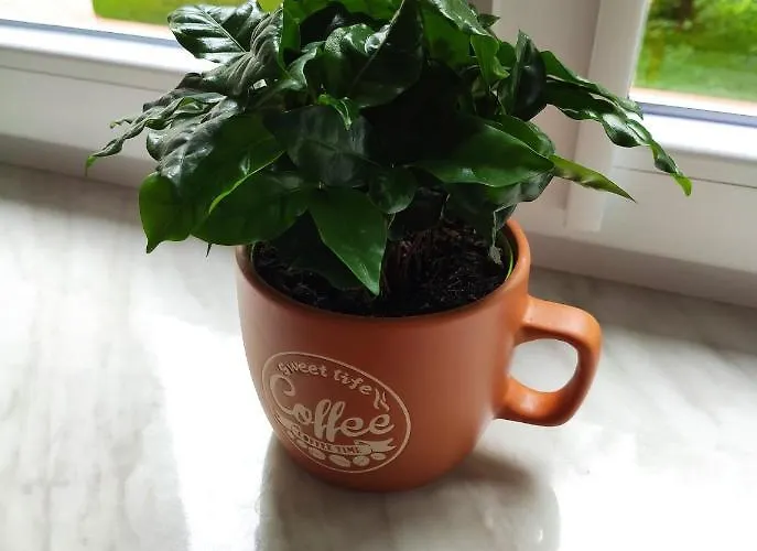 Ada Апартаменты Кошалин